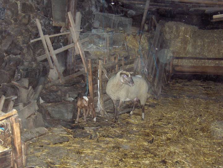 une brebis et son agneau a l etable 